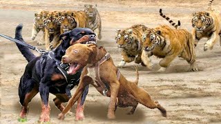 Rottweiler VS Pitbull ¿cual es más PODEROSO [upl. by Cogn719]