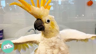 Cockatoo Starts Dancing After 28 Years Cage Time  Cuddle Buddies [upl. by Anaidirib]