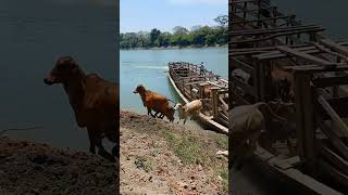 Transporte de gado nos pântanos paraguaios [upl. by Adnwahsar457]