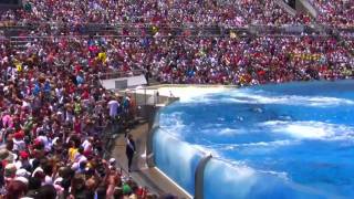 Seaworld SHAMU Killer Whale Show [upl. by Rednasxela423]