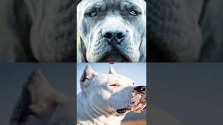 CANE CORSO VS DOGO ARGENTINO [upl. by Tori]