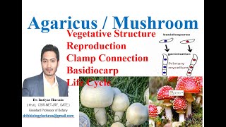 Agaricus Mushroom Vegetative structure Reproduction Life cycle Clamp connection [upl. by Yelkao632]