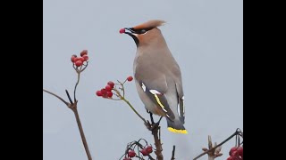 Waxwing 3 30Dec2023 [upl. by Katalin]