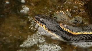 Limpkin Anhinga PlainBellied Water Snake Blue Heron  Houston Texas [upl. by Buffum676]