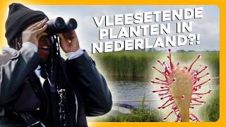 Ontdek VLEESETENDE PLANTEN in Nederland  Maar Natuurlijk [upl. by Fleda558]