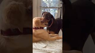 Perritos latosos 🐕🐶🐶❤️ viralvideo funny mascotas funnyvideos pets mismascotas [upl. by Thurmann]