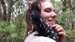 Meet Qunicy  the adorable Eastern quoll [upl. by Losiram963]