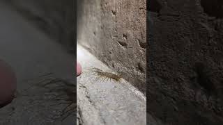 house centipede 3  Scutigera coleoptrata [upl. by Antonie355]