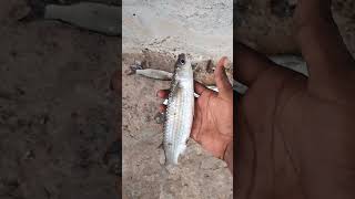 The great grey mullet fish hunting on the riverTriple hook fishingbloggerfishingTeluguRR [upl. by Ody]