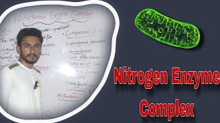 Nitrogenase Enzyme Complex  Nitrogen Fixation [upl. by Joey]