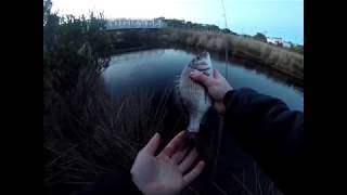 Bream fishing Scamander Tasmania How to Catch Bream on Prawns [upl. by Lehrer]