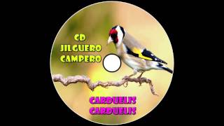 CD Canto Jilguero Campero  2016 [upl. by Ennagrom8]