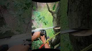 tree35 chainsaw treecutting treecuttingservice [upl. by Attenad822]