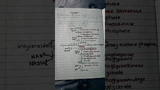 glycolysis pathway glycolysis biochemistry study fyp [upl. by Zahavi370]