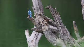 Common Kingfisher fishing in Kannamangala lake [upl. by Ashlin]