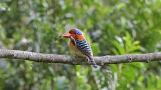 Banded kingfisher [upl. by Etheline]