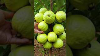 Great ide to propagation guava tree by air layering using a plastic shorts [upl. by Anawat]