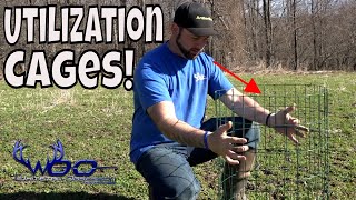 UTILIZATION CAGES FOR CLOVER FOOD PLOTS FOR DEER BROWSE PRESSURE [upl. by Nnaitsirk]