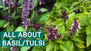 All About BasilTulsiNiazbo Plant  Tulsi Plant Care Tips And Tricks  UrduHindi [upl. by Queston450]