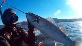 CHASSE SOUS MARINE EN CORSE NOVEMBRE 2016 😱PESCA APNEA SPEARFISHING CORSICA [upl. by Madelaine]