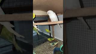 Budgies cam cage Live ACTION 32 budgies and chicks playing [upl. by Ecitnirp647]