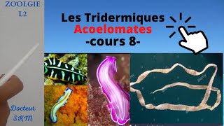 Le Cours 9 de zoologie LES Métazoaires tridermiques Acoelomates [upl. by Kerry]