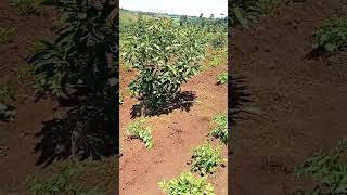 How avocado farmer make millions from 1 acres greengold [upl. by Marthe820]