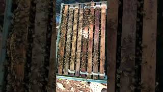 Bee growing bee beekeeping beelife beehive honey shorts agriculture queenbee satisfying [upl. by Dlaregztif]