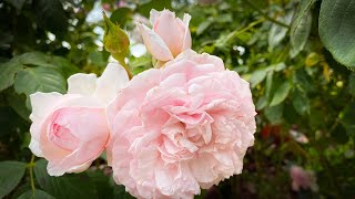 Vlog 19  The best collection of antique roses at Mottisfont rose gardens [upl. by Nirrad446]