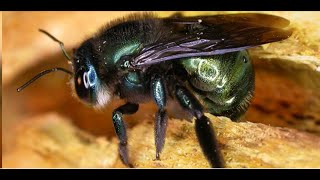 Discover Bees  The Art and Science of Naming New Species in Australia [upl. by Ecinad]