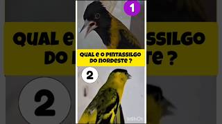 ESPETACULAR O CANTO DESSE PINTASSILGO DO NORDESTE  birds passaros aves [upl. by Ilyk]