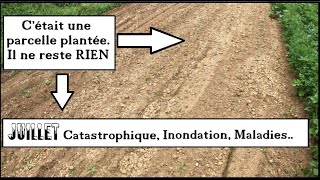 JUILLET sous leau  INNONDATION Froid amp Maladies au jardin potager dété  Quoi faire [upl. by Andeee]