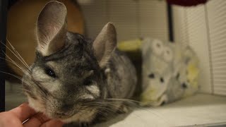 Basic Chinchilla Care [upl. by Lekkim752]