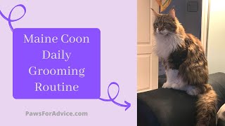 Maine Coon Daily Grooming Routine  Brushing our Maine Coon Cat [upl. by Belle]