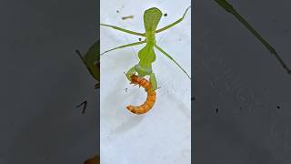 Timor Giant Mantis Hierodula Timorensis preying on a Mealworm [upl. by Enomor]