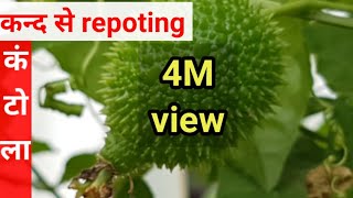 कंटोलाspiny gourd के कंद को कब कैसे निकाले और कैसी मिट्टी मे repot करे [upl. by Reinnej]