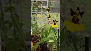 Orchid Update May 2024 greenhouse shadehouse orchids sprinklersystem [upl. by Gasperoni]