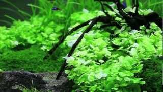 Nathan Hills planted aquascape [upl. by Schaefer40]