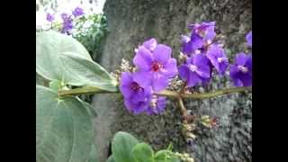 TIBOUCHINA  My garden [upl. by Ednutabab478]