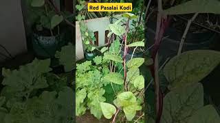 Red Pasalai Keerai Kodi ♥️♥️🍒 [upl. by Annayram]