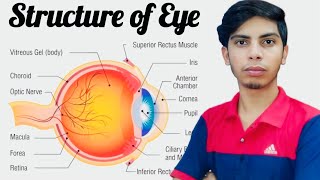 Structure of Eye ll How your eye works ll Anatomy amp Physiology ॥ By hirendra Kumar [upl. by Kinsler955]