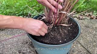 Harvesting Lemongrass [upl. by Jacques]