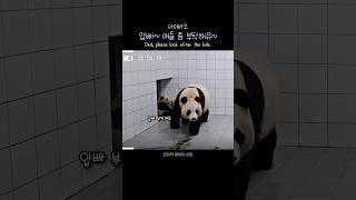 애기들 부탁하는 아이바오 Dad please look after the kids 푸바오 판다 힐링 동물 귀여운 사랑스러운 fubao panda cute [upl. by Asyar]