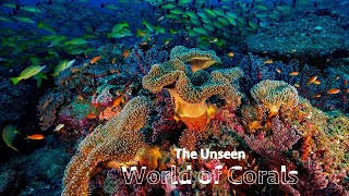 The Unseen World of Corals [upl. by Lyns671]