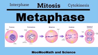 Metaphase Mitotic Stages [upl. by Lepper622]