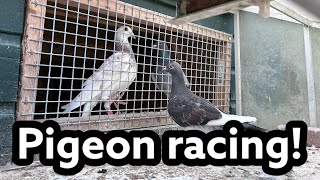 Pigeon Racing  Moulting season starts  Typical day in the pigeon loft [upl. by Ylhsa]