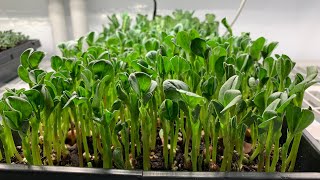 How to Grow Fava Bean Shoots New Seed [upl. by Yeldua825]