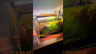 Update zum GARNELENBECKEN aquarium aquascape plantedtank garnelen pflanzen nature shorts [upl. by Fulks]