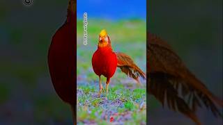 Pheasant cock roaming on the ground 🐓shorts pheasants birds shortvideo trending [upl. by Kori]