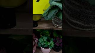 Plant Shopping at Kroger grocery store plantshopping houseplant bigboxplants [upl. by Clayton770]